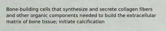 Bone-building cells that synthesize and secrete collagen fibers and other organic components needed to build the extracellular matrix of bone tissue; initiate calcification