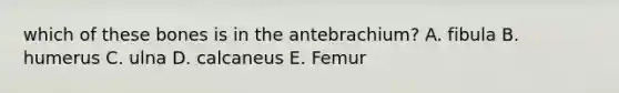 which of these bones is in the antebrachium? A. fibula B. humerus C. ulna D. calcaneus E. Femur