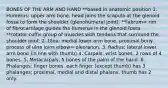 BONES OF THE ARM AND HAND **based in anatomic position 1. Humerus: upper arm bone, head joins the scapula at the glenoid fossa to form the shoulder (glenohumeral joint). **labrum= rim of fibrocartilage guides the humerus in the glenoid fossa. **rotator cuff= group of muscles with tendons that surround the shoulder joint. 2. Ulna: medial lower arm bone. proximal bony process of ulna joins elbow= olecranon. 3. Radius: lateral lower arm bone (in line with thumb) 4. Carpals: wrist bones, 2 rows of 4 bones. 5. Metacarpals: 5 bones of the palm of the hand. 6. Phalanges: finger bones. each finger (except thumb) has 3 phalanges; proximal, medial and distal phalanx. thumb has 2 only.