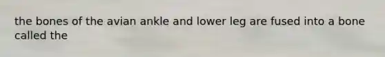 the bones of the avian ankle and lower leg are fused into a bone called the