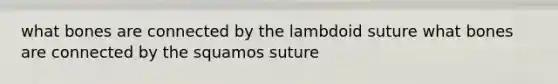 what bones are connected by the lambdoid suture what bones are connected by the squamos suture