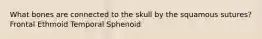 What bones are connected to the skull by the squamous sutures? Frontal Ethmoid Temporal Sphenoid