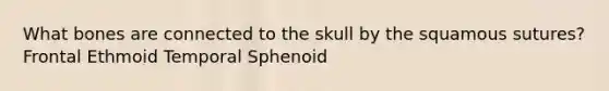 What bones are connected to the skull by the squamous sutures? Frontal Ethmoid Temporal Sphenoid