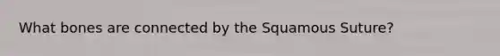 What bones are connected by the Squamous Suture?