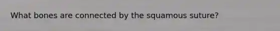 What bones are connected by the squamous suture?