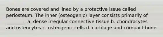 Bones are covered and lined by a protective issue called periosteum. The inner (osteogenic) layer consists primarily of ________. a. dense irregular connective tissue b. chondrocytes and osteocytes c. osteogenic cells d. cartilage and compact bone