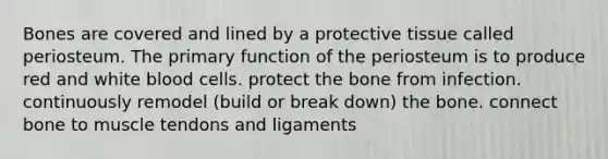 Bones are covered and lined by a protective tissue called periosteum. The primary function of the periosteum is to produce red and white blood cells. protect the bone from infection. continuously remodel (build or break down) the bone. connect bone to muscle tendons and ligaments