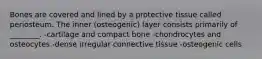 Bones are covered and lined by a protective tissue called periosteum. The inner (osteogenic) layer consists primarily of ________. -cartilage and compact bone -chondrocytes and osteocytes -dense irregular connective tissue -osteogenic cells