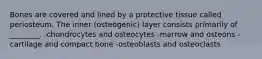 Bones are covered and lined by a protective tissue called periosteum. The inner (osteogenic) layer consists primarily of ________. -chondrocytes and osteocytes -marrow and osteons -cartilage and compact bone -osteoblasts and osteoclasts