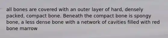 all bones are covered with an outer layer of hard, densely packed, compact bone. Beneath the compact bone is spongy bone, a less dense bone with a network of cavities filled with red bone marrow