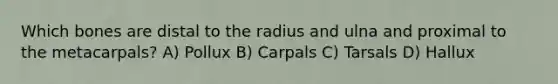 Which bones are distal to the radius and ulna and proximal to the metacarpals? A) Pollux B) Carpals C) Tarsals D) Hallux