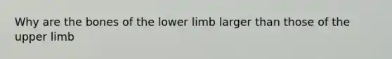 Why are the bones of the lower limb larger than those of the upper limb