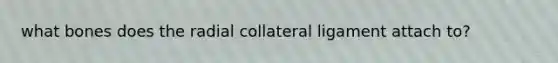 what bones does the radial collateral ligament attach to?