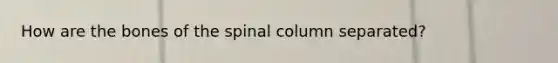 How are the bones of the spinal column separated?