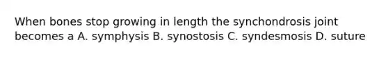 When bones stop growing in length the synchondrosis joint becomes a A. symphysis B. synostosis C. syndesmosis D. suture