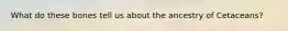 What do these bones tell us about the ancestry of Cetaceans?