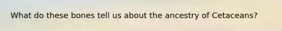 What do these bones tell us about the ancestry of Cetaceans?