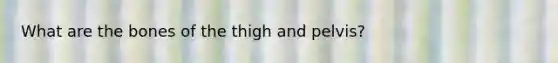 What are the bones of the thigh and pelvis?