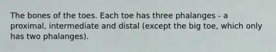 The bones of the toes. Each toe has three phalanges - a proximal, intermediate and distal (except the big toe, which only has two phalanges).