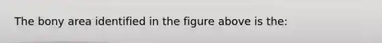 The bony area identified in the figure above is the: