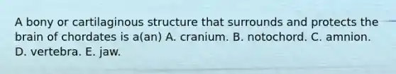 A bony or cartilaginous structure that surrounds and protects the brain of chordates is a(an) A. cranium. B. notochord. C. amnion. D. vertebra. E. jaw.