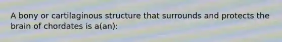 A bony or cartilaginous structure that surrounds and protects the brain of chordates is a(an):