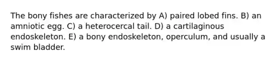 The bony fishes are characterized by A) paired lobed fins. B) an amniotic egg. C) a heterocercal tail. D) a cartilaginous endoskeleton. E) a bony endoskeleton, operculum, and usually a swim bladder.