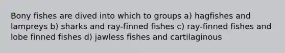 Bony fishes are dived into which to groups a) hagfishes and lampreys b) sharks and ray-finned fishes c) ray-finned fishes and lobe finned fishes d) jawless fishes and cartilaginous