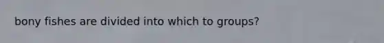 bony fishes are divided into which to groups?