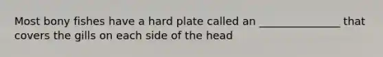 Most bony fishes have a hard plate called an _______________ that covers the gills on each side of the head