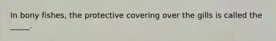 In bony fishes, the protective covering over the gills is called the _____.