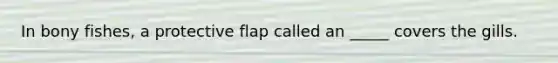 In bony fishes, a protective flap called an _____ covers the gills.