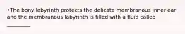 •The bony labyrinth protects the delicate membranous inner ear, and the membranous labyrinth is filled with a fluid called _________