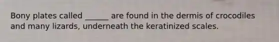 Bony plates called ______ are found in the dermis of crocodiles and many lizards, underneath the keratinized scales.
