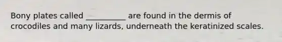 Bony plates called __________ are found in the dermis of crocodiles and many lizards, underneath the keratinized scales.