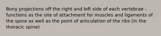 Bony projections off the right and left side of each vertebrae - functions as the site of attachment for muscles and ligaments of the spine as well as the point of articulation of the ribs (in the thoracic spine)