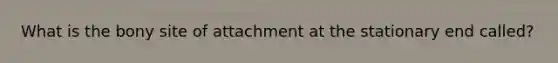 What is the bony site of attachment at the stationary end called?