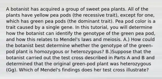 A botanist has acquired a group of sweet pea plants. All of the plants have yellow pea pods (the recessive trait), except for one, which has green pea pods (the dominant trait). Pea pod color is a trait caused by a single gene. In this tutorial, you will determine how the botanist can identify the genotype of the green pea pod, and how this relates to Mendel's laws and meiosis. A.) How could the botanist best determine whether the genotype of the green-pod plant is homozygous or heterozygous? B.)Suppose that the botanist carried out the test cross described in Parts A and B and determined that the original green-pod plant was heterozygous (Gg). Which of Mendel's findings does her test cross illustrate?