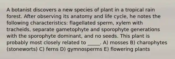 A botanist discovers a new species of plant in a tropical rain forest. After observing its anatomy and life cycle, he notes the following characteristics: flagellated sperm, xylem with tracheids, separate gametophyte and sporophyte generations with the sporophyte dominant, and no seeds. This plant is probably most closely related to _____. A) mosses B) charophytes (stoneworts) C) ferns D) gymnosperms E) flowering plants