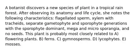 A botanist discovers a new species of plant in a tropical rain forest. After observing its anatomy and life cycle, she notes the following characteristics: flagellated sperm, xylem with tracheids, separate gametophyte and sporophyte generations with the sporophyte dominant, mega and micro sporangia, and no seeds. This plant is probably most closely related to A) flowering plants. B) ferns. C) gymnosperms. D) lycophytes. E) mosses.