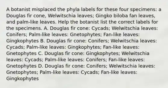 A botanist misplaced the phyla labels for these four specimens: a Douglas fir cone, Welwitschia leaves; Gingko biloba fan leaves, and palm-like leaves. Help the botanist list the correct labels for the specimens. A. Douglas fir cone: Cycads; Welwitschia leaves: Conifers; Palm-like leaves: Gnetophytes; Fan-like leaves: Gingkophytes B. Douglas fir cone: Conifers; Welwitschia leaves: Cycads; Palm-like leaves: Gingkophytes; Fan-like leaves: Gnetophytes C. Douglas fir cone: Gingkophytes; Welwitschia leaves: Cycads; Palm-like leaves: Conifers; Fan-like leaves: Gnetophytes D. Douglas fir cone: Conifers; Welwitschia leaves: Gnetophytes; Palm-like leaves: Cycads; Fan-like leaves: Gingkophytes