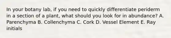 In your botany lab, if you need to quickly differentiate periderm in a section of a plant, what should you look for in abundance? A. Parenchyma B. Collenchyma C. Cork D. Vessel Element E. Ray initials