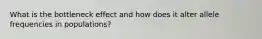 What is the bottleneck effect and how does it alter allele frequencies in populations?