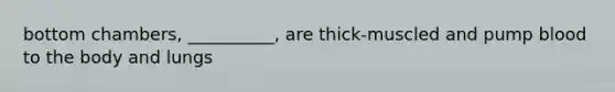 bottom chambers, __________, are thick-muscled and pump blood to the body and lungs