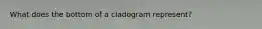 What does the bottom of a cladogram represent?