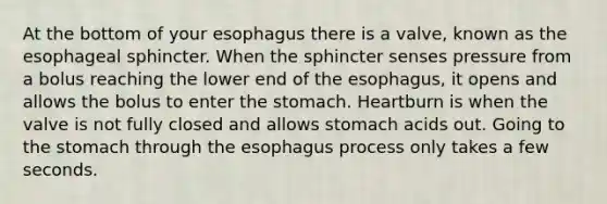 At the bottom of your esophagus there is a valve, known as the esophageal sphincter. When the sphincter senses pressure from a bolus reaching the lower end of the esophagus, it opens and allows the bolus to enter the stomach. Heartburn is when the valve is not fully closed and allows stomach acids out. Going to the stomach through the esophagus process only takes a few seconds.