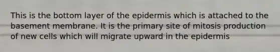 This is the bottom layer of the epidermis which is attached to the basement membrane. It is the primary site of mitosis production of new cells which will migrate upward in the epidermis