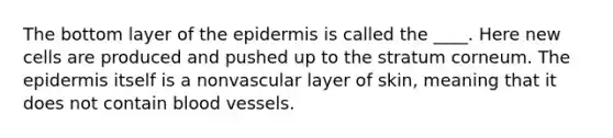 The bottom layer of the epidermis is called the ____. Here new cells are produced and pushed up to the stratum corneum. The epidermis itself is a nonvascular layer of skin, meaning that it does not contain blood vessels.