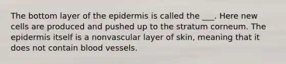 The bottom layer of the epidermis is called the ___. Here new cells are produced and pushed up to the stratum corneum. The epidermis itself is a nonvascular layer of skin, meaning that it does not contain blood vessels.