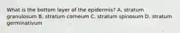 What is the bottom layer of the epidermis? A. stratum granulosum B. stratum corneum C. stratum spinosum D. stratum germinativum